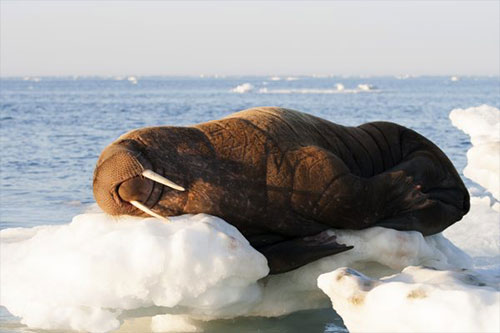 jpg Tooth collections offer clues about walrus reproduction 