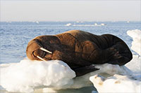 Tooth collections offer clues about walrus reproduction