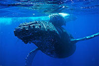 Humpback Whales Are Navigating An Ocean of Change 