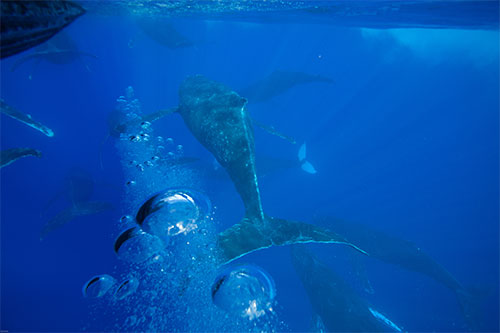 jpg Male humpback whales may be coming to Hawai‘i in smaller numbers, staying for shorter durations, or singing less in the sanctuary because they need to spend more time actively competing for females. 