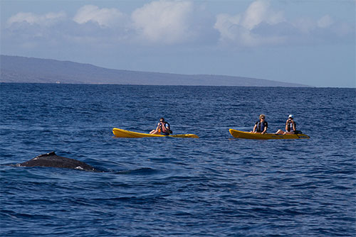 jpg It is now more important than ever to give whales plenty of space in and outside of the sanctuary. 