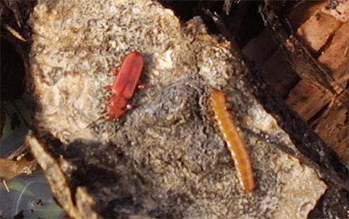 jpg Alaska beetles survive unearthly temperatures