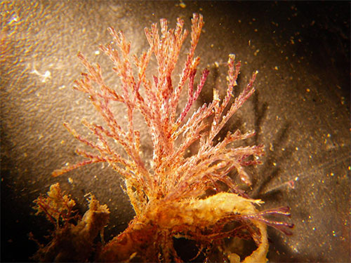 jpg Scientists found the bryozoan Bugula neritina in Alaska for the first time in the town of Ketchikan, as part of the citizen science project Plate Watch.