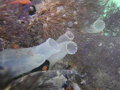 jpg Before Plate Watch found it in Ketchikan in 2016, the solitary tunicate Ciona savignyi had not been seen in Alaska since 1903.