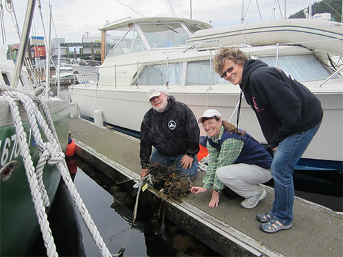 jpg Gary Freitag of the University of Alaska Fairbanks (left), kneels on a dock with fouling plates. 