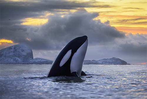 jpg Study: PCB pollution can lead to disappearance of half the world's killer whales 