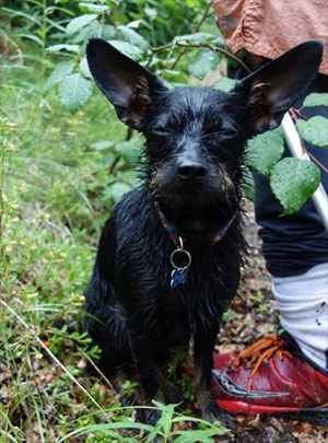 jpg Rainfalls on mainland Alaska, such as the one that soaked this dog, are sometimes the result of atmospheric rivers.