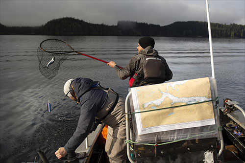 jpg Pacific Salmon Foundation researchers sample overwintering Chinook to be screened for infectious agents, Quatsino Sound, BC, March 2019.