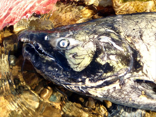 jpg Chinook salmon found dead at British Columbia spawning grounds.