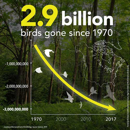 jpg New study finds US and Canada have lost more than 1 in 4 birds in the past 50 years 