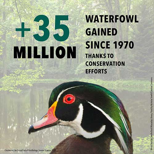 jpg Booming waterfowl numbers show that conservation works and birds respond when investments are made into habitat. Wetlands conservation efforts fueled a 50% increase in North American duck populations over the past 50 years.