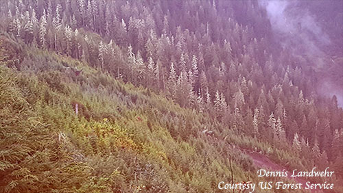 jpg Ketchikan Misty Fjords Ranger District Brown Mountain Road landside