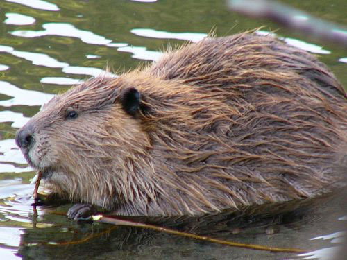jpg Raccoons, wild pigs and other bad ideas