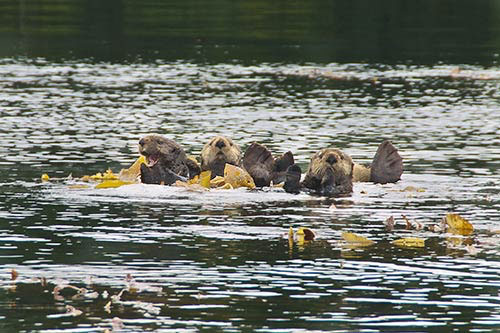jpg Sea otters feeding in Tokeen Bay near Prince of Wales Island.