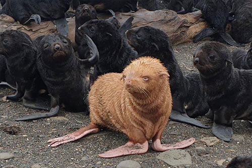 jpg This pale pup contrasts with its dark-furred companions.Photo credit Vladimir Burkanov