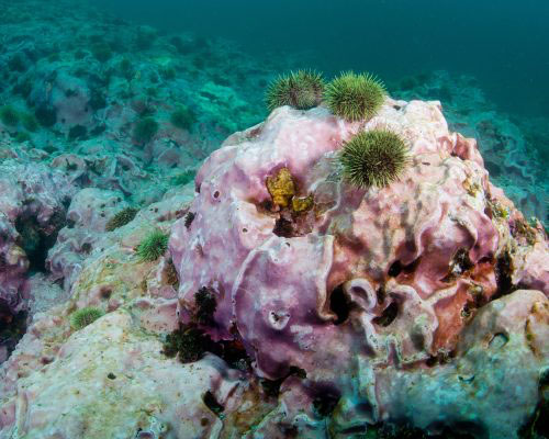 Without otter predation, sea urchins decimate Aleutian reefs