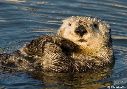 jpg Sea otters such as this one are the primary natural predators of sea urchins.