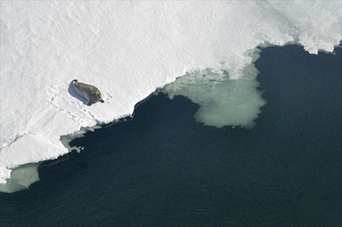 jpg A bearded seal sits on the ice edge in Kotzebue Sound