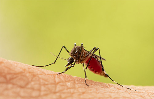 Mosquitoes have neuronal fail-safes to make sure they can always smell humans