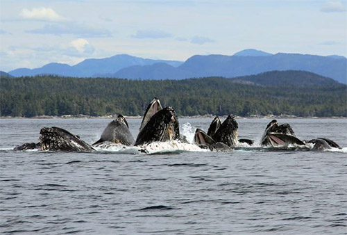 Wildlife Viewing Guidelines: Share the Water for Labor Day