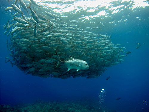 Global fish stocks can’t rebuild if nothing done to halt climate change and overfishing, new study suggests 