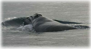 jpg Northern Right Whale in Bering Sea