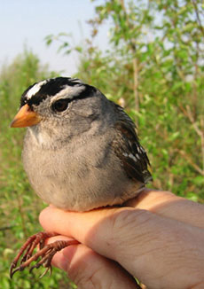 jpg white crown sparrow