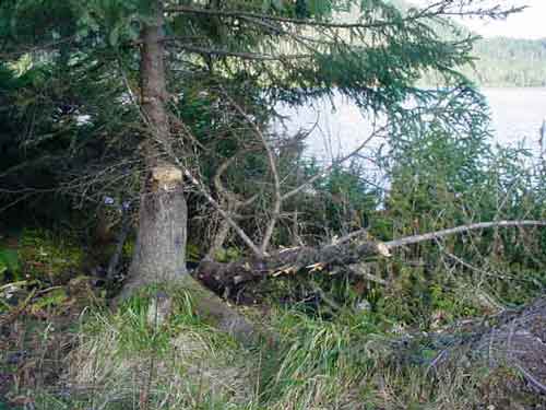 jpg tree damaged for firewood