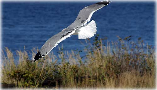 seagull in flight