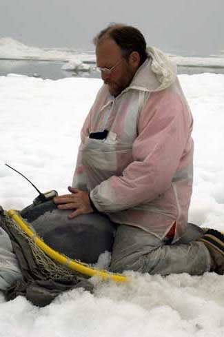 jpg researcher checks a satellite transmitter before releasing an adult female ribbon seal