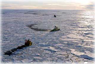 A Fern Grows In the Arctic Ocean