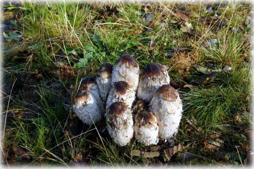 jpg lawyer's wig or shaggy mane