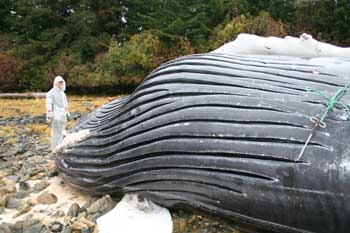 Dead humpback whale studied...