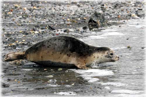 jpg Yahtzee returns to the sea