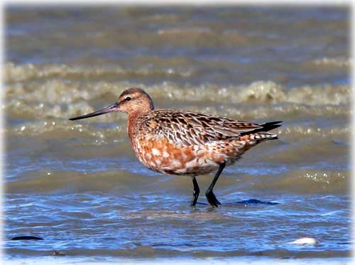 jpg bar-tailed godwits