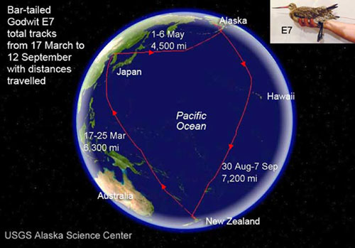 jpg flight path of a bar-tailed godwit