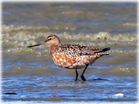 Bar-tailed godwit goes the distance