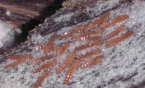 jpg red flat bark beetle