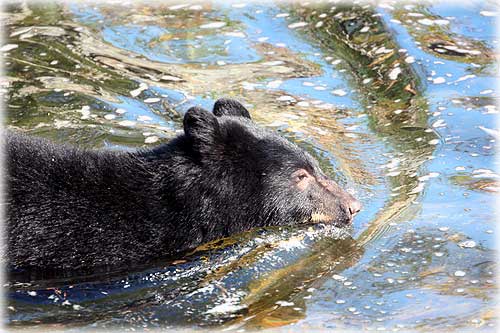 jpg Herring Cove Bear