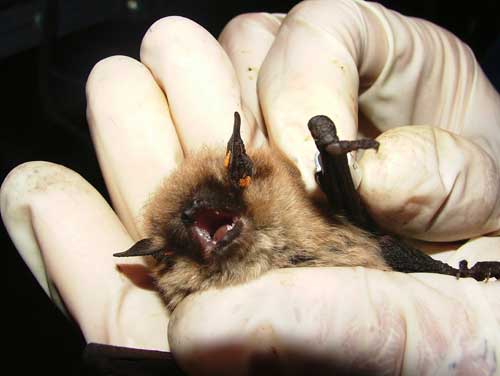 jpg brown bat in the Yukon