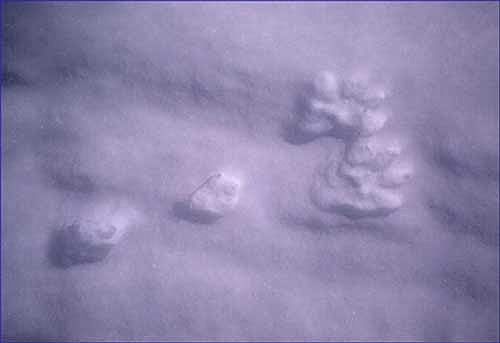 jpg Snowshoe hare tracks
