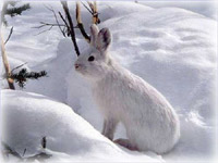 Why do snowshoe hares eat dirt? 