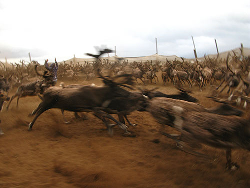 JPG Reindeer in a corral east of Teller, Alaska.