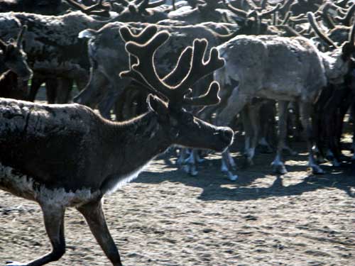 JPG At one time, more than 600,000 reindeer ranged over Alaska. Now there are about 10,000 in state.