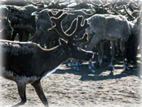 Mobile reindeer processing unit deployed to western Alaska