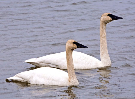 jpg Trumpeter swans