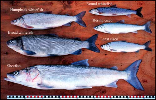jpg Different species of Alaska whitefish...