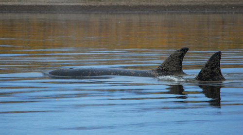jpg hree killer whales loitering in fresh water 30 miles up river near Dillingham