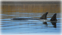 Three killer whales loitering in fresh water 30 miles up river near Dillingham