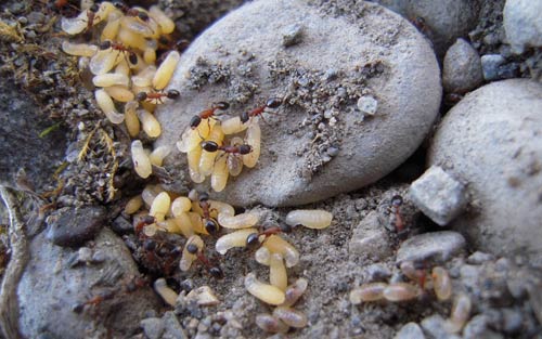 jpg Far-north ants Derek Sikes found at Happy Valley on Alaskas North Slope during summer 2011